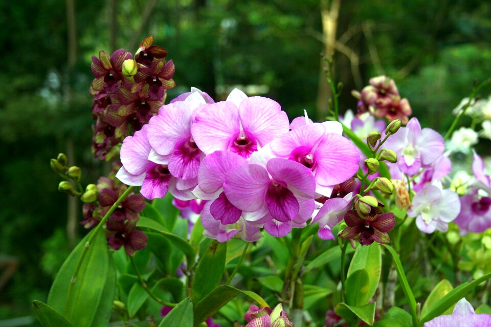 Orchid flower orchis