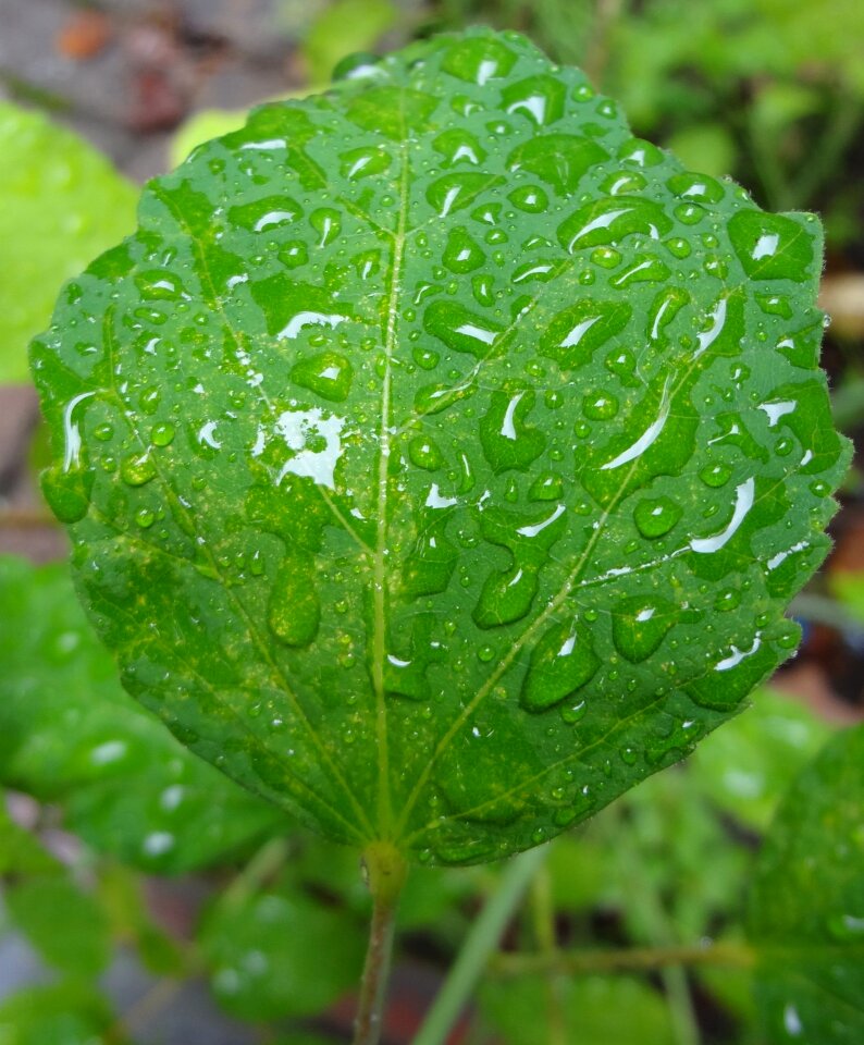 Raindrop raindrops green