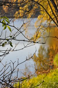 Branches forest reflection