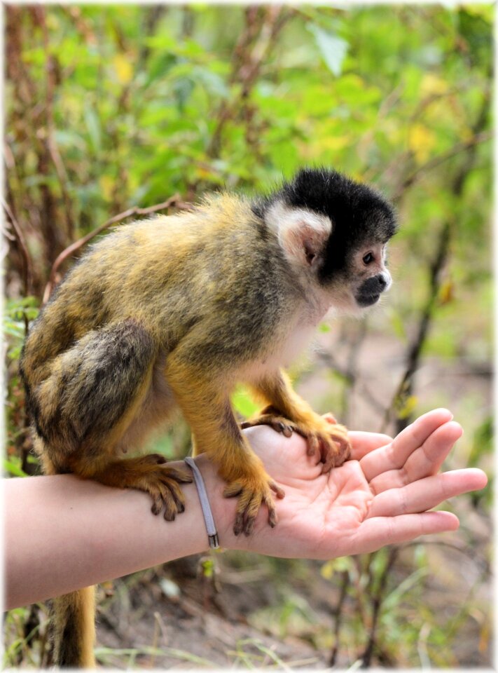 Series monkeys holland