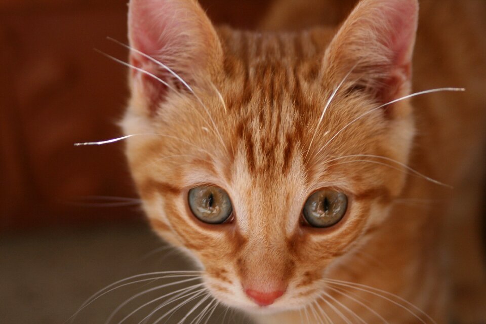 Cat face head animal world