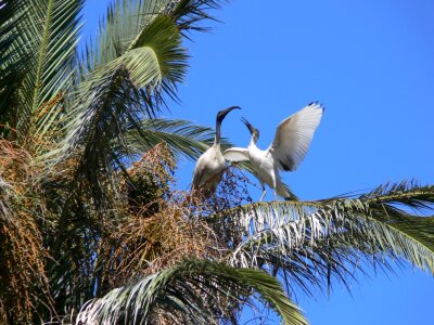 Courting courting birds dancing birds