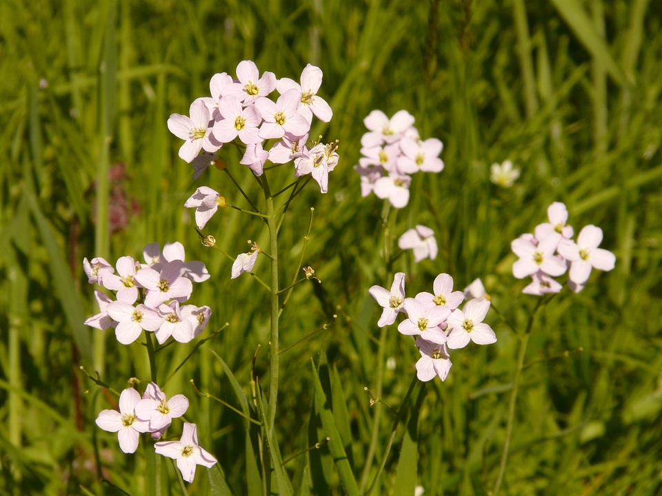 Flowering plant cardamine card amines