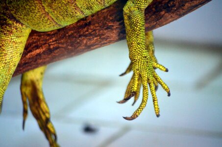 Hand lizard scales photo