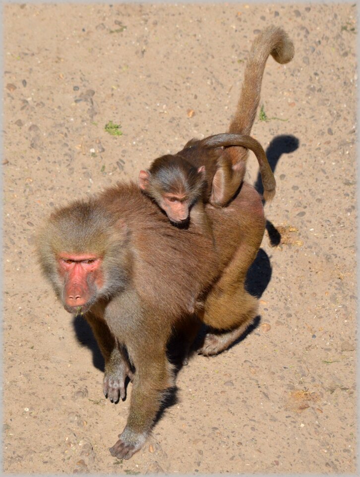 Series monkey monkeys