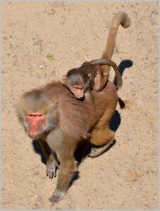 Series monkey monkeys