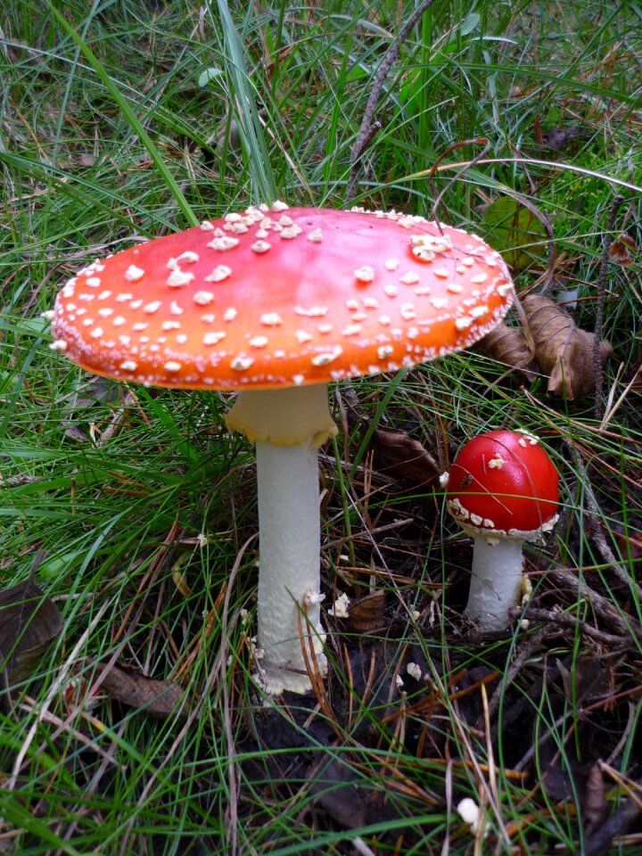 Forest red spotted
