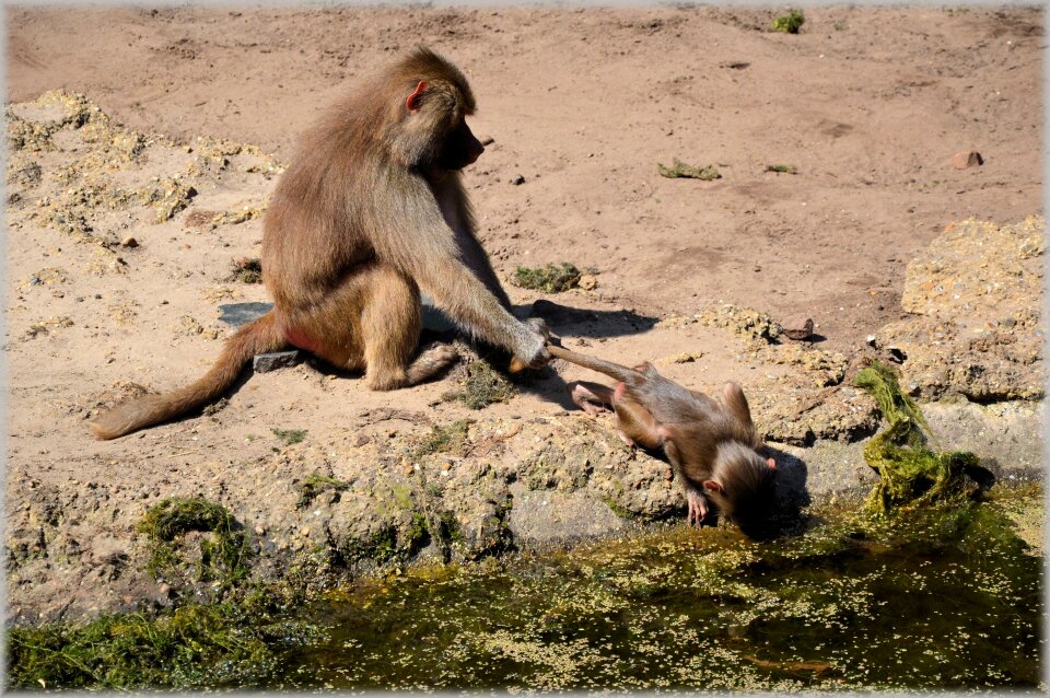 Series monkey monkeys