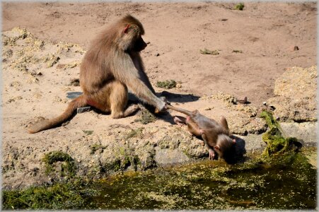 Series monkey monkeys
