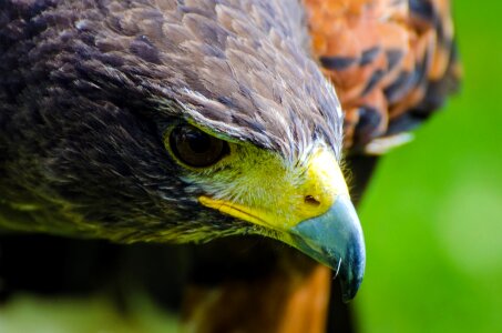 Beautiful bird birding