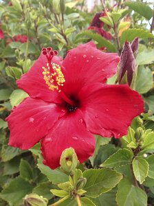 Hibiscus african okra flower okra
