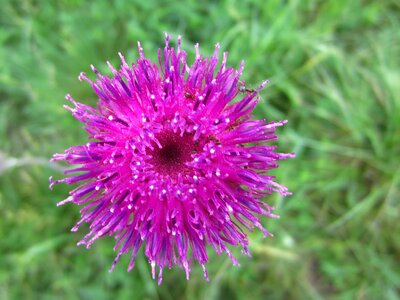 Purple flower plant beautiful