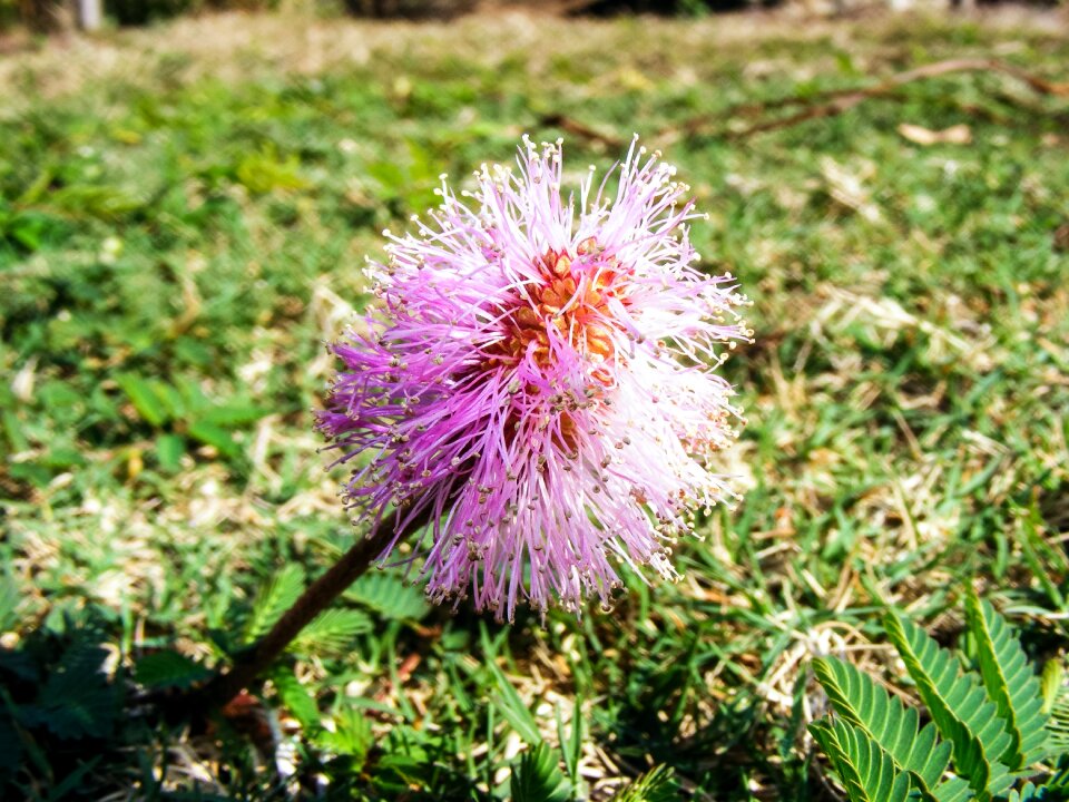 Flower purple flowers