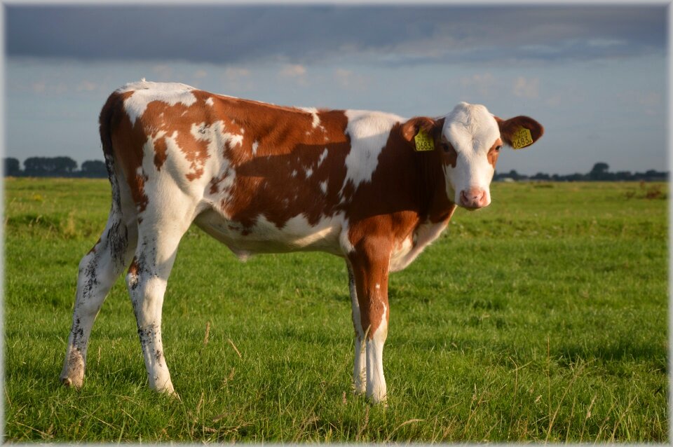 Farm exuberant curious
