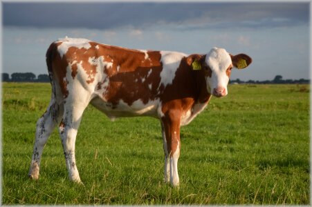 Farm exuberant curious