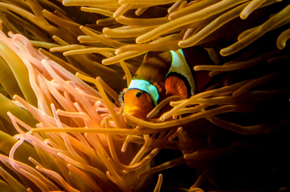 Ocean coral natural