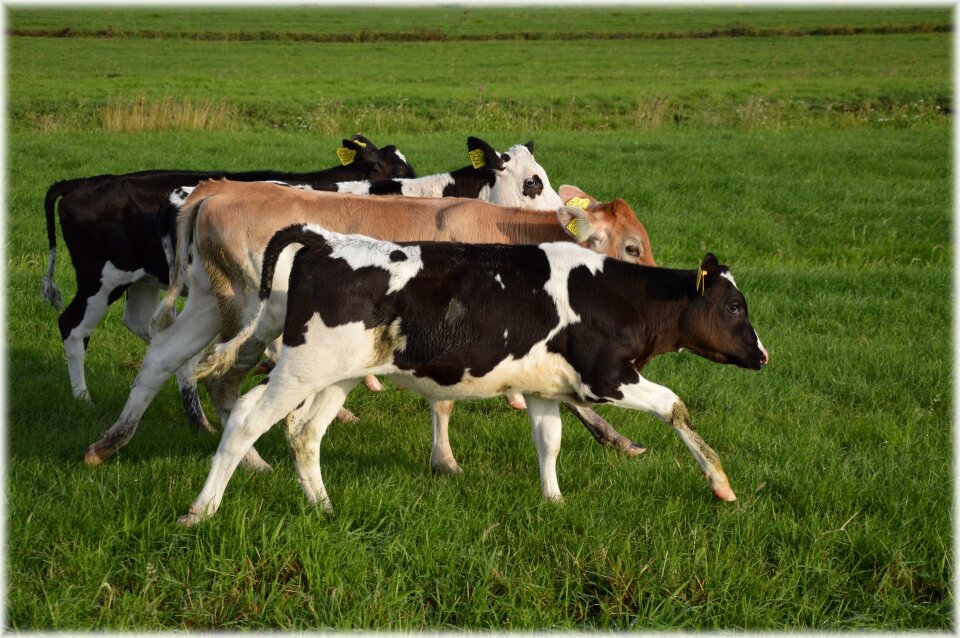 Farm exuberant curious
