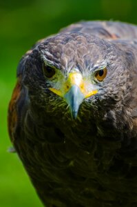 Beautiful bird birding