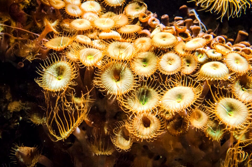 Ocean coral natural