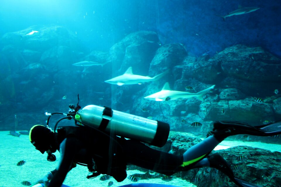 Aquarium shark water photo