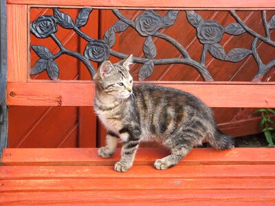 Bench pets cute photo