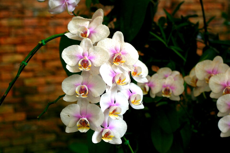 Orchid flower orchis