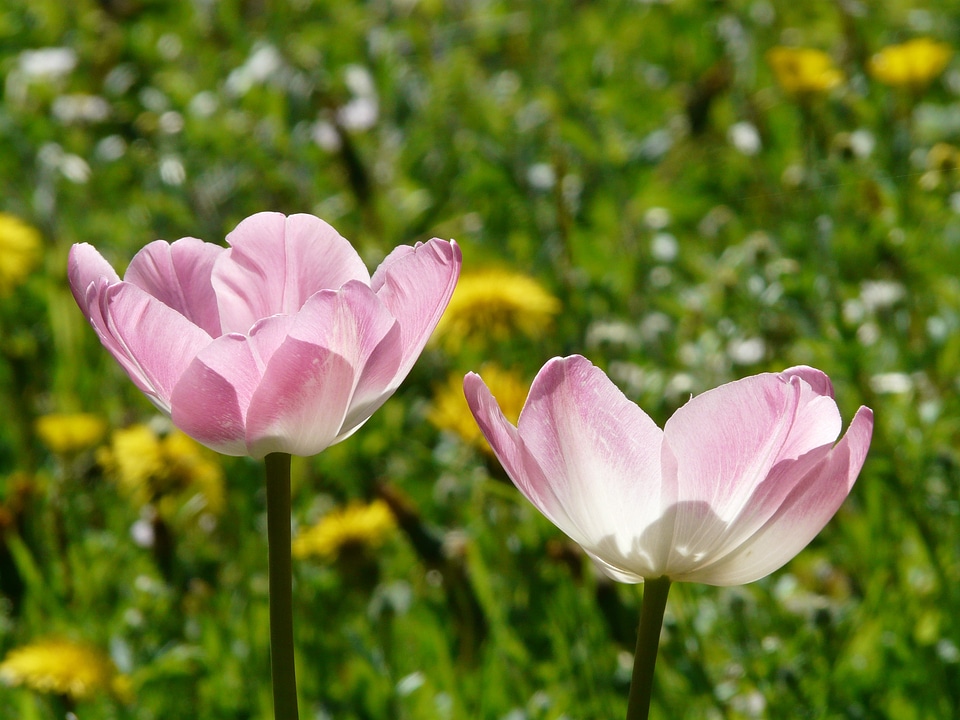 Light pink backlighting beautiful
