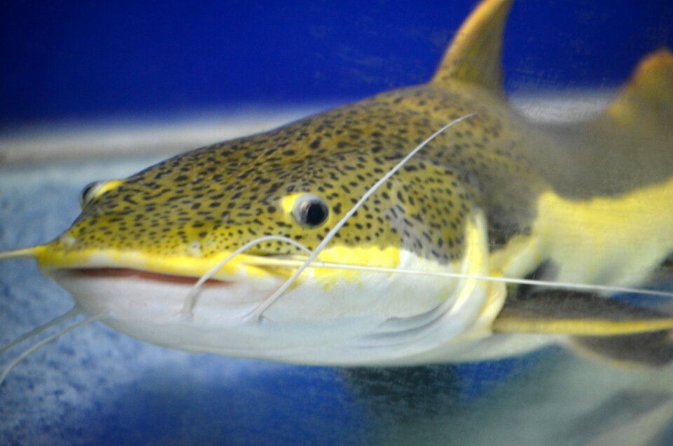 Tentacles whiskers spotted fish