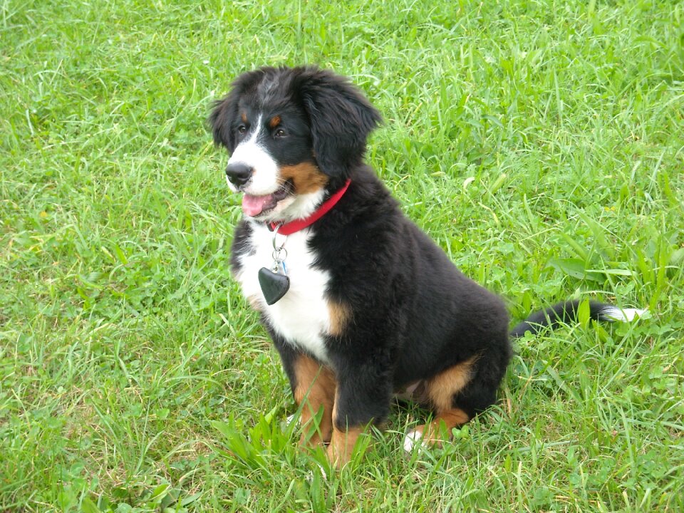 Meadow portrait curious