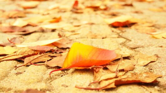 Autumn leaves street the leaves