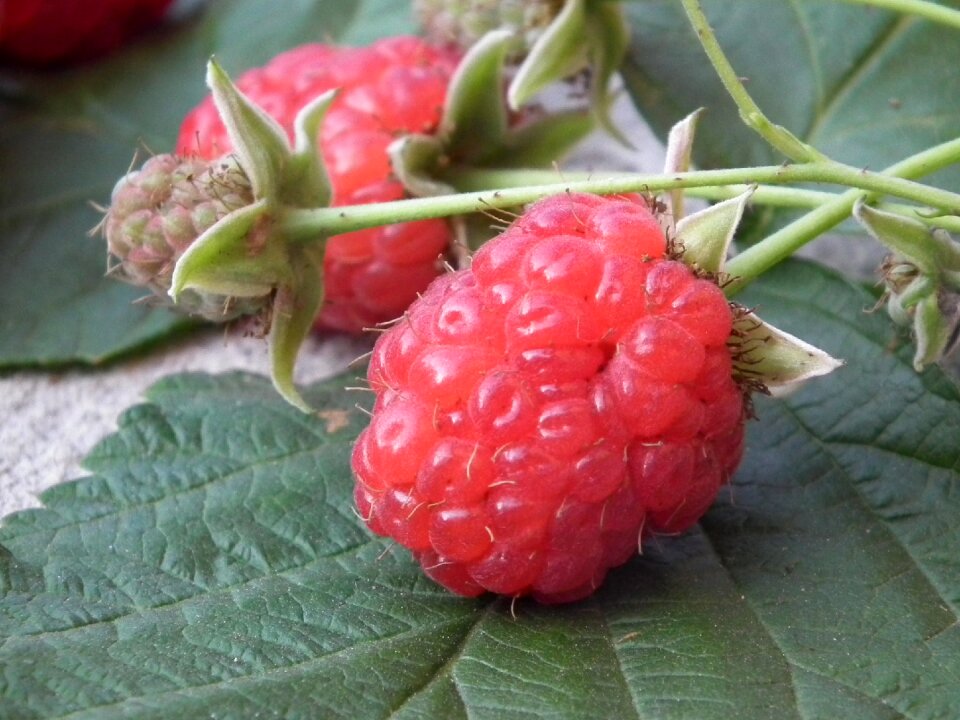Red sweet fresh