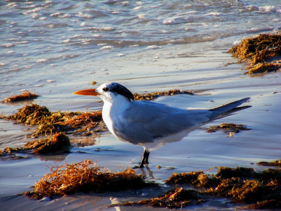 Wildlife wild beach photo