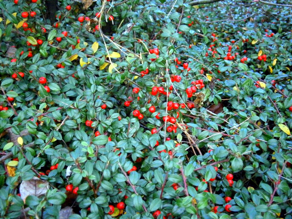 Berries red red carpet berry