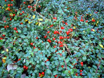 Berries red red carpet berry photo