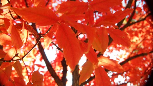 Autumn leaves autumn wood