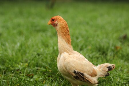 Chicken farm poultry photo