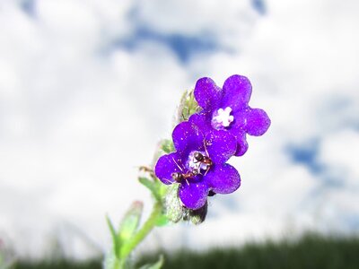 Purple flower sky plant