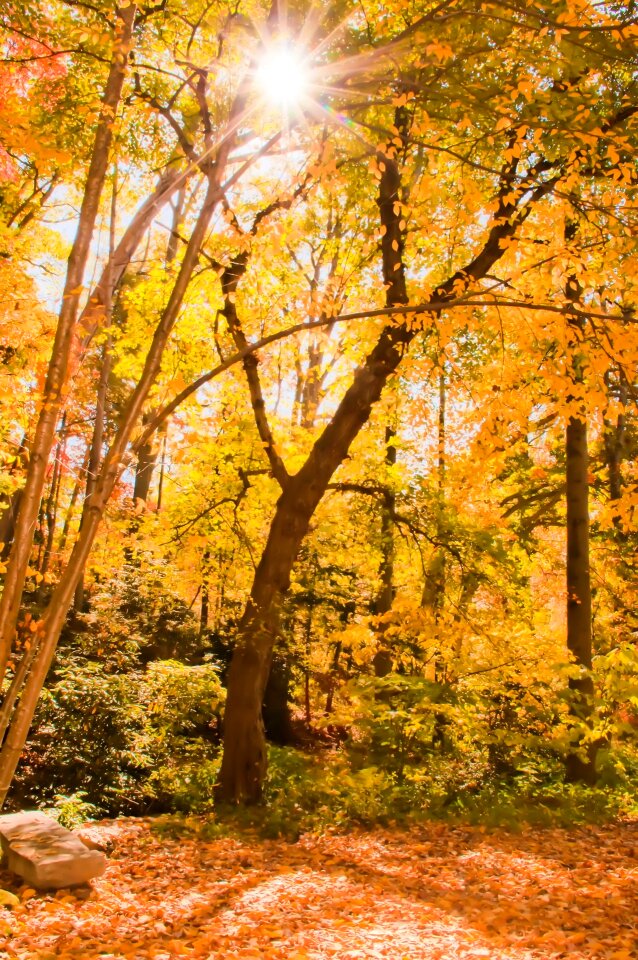 Branch country countryside photo