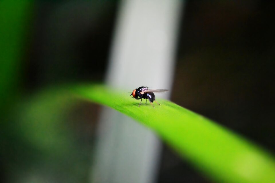Pest animal fruit fly
