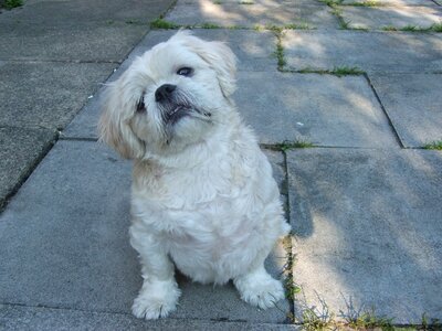 Pedigree breed dogs