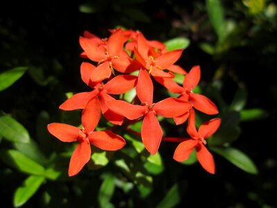 Leaves flowers green