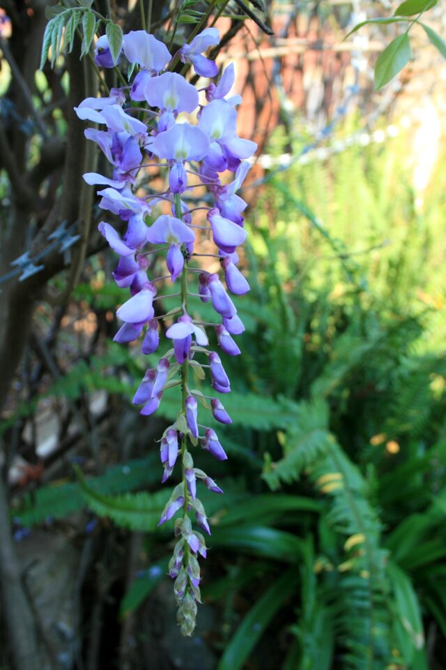 Light purple blue-purple vine