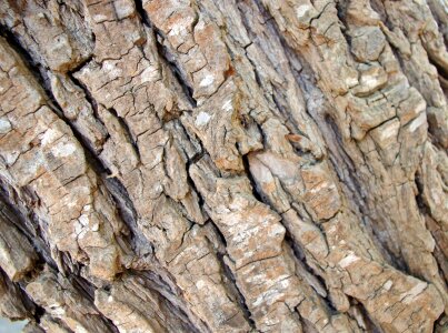 Tree bark design photo