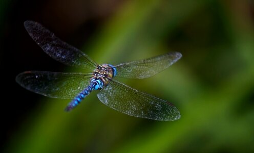 Blurred blue wings