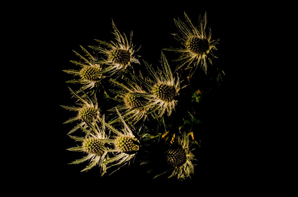 Shadow close-up seasons