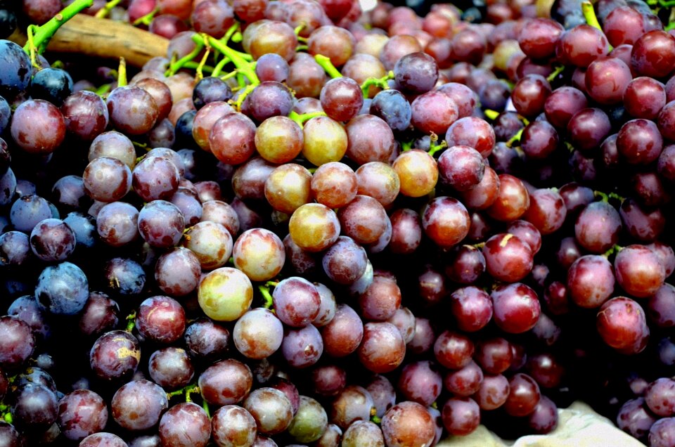 Grapes globe grapes summer