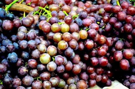 Grapes globe grapes summer