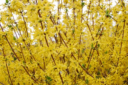 Bloom bush plant
