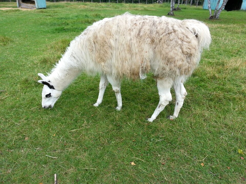 Nature pasture pasturage