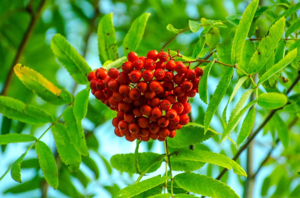 Branch bush close-up